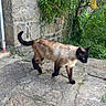 cat, siamese_cat, stone_patio, stone_wall, greenery, plants, outdoor, nature, animal, pet, walking, tail_up, fur, ears, side_view, garden, daylight, quiet, calm, curious