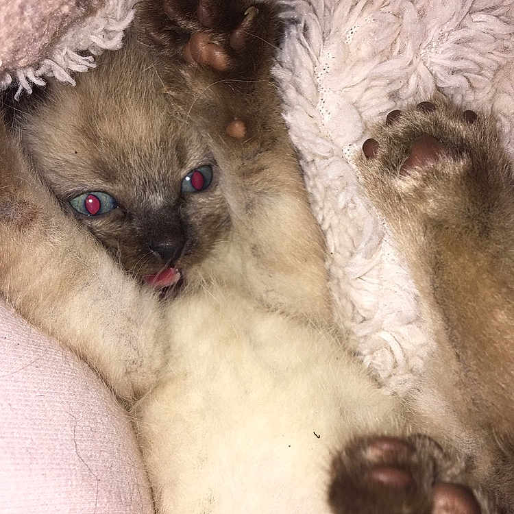 Rambo