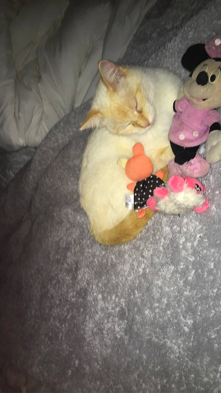 Oreo participe au concours pour gagner de l'argent avec cette photo : bed, canidae, carmine, carnivore, cat, comfort, companion_dog, dog_breed, domestic_short_haired_cat, fawn, felidae, fur, paw, small_to_medium_sized_cats, snout, stuffed_toy, tail, teddy_bear, toy, whiskers