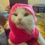 Novlee Laura Tapia is registered to the contest to win money with this photo: cat, pink_hoodie, animal, pet, indoor, furniture, blanket, television, cozy, blurred, close_up, mammal, whiskers, cute, relaxed, domestic_cat, fur, resting, soft, apparel