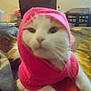 cat, pink_hoodie, animal, pet, indoor, furniture, blanket, television, cozy, blurred, close_up, mammal, whiskers, cute, relaxed, domestic_cat, fur, resting, soft, apparel
