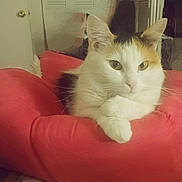 Novlee Laura Tapia joined the competition — help win amazing prizes! animal, bed, calico, cat, comfort, cozy, cute, domestic, ears, eyes, feline, fur, indoor, nose, paw, pet, red_bed, relaxed, resting, whiskers