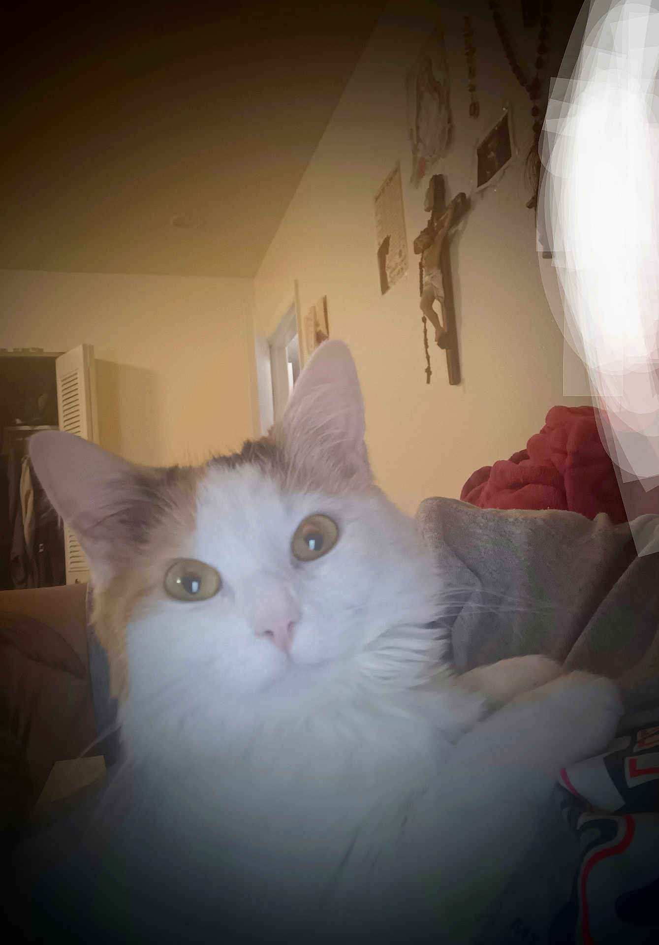 Novlee Laura Tapia joined the competition — help win amazing prizes! cat, close_up, indoor, pet, animal, feline, curious, white_fur, calico, cozy, living_room, religious_decor, crucifix, rosary, wall, portrait, cute, domestic_cat, fur, eyes