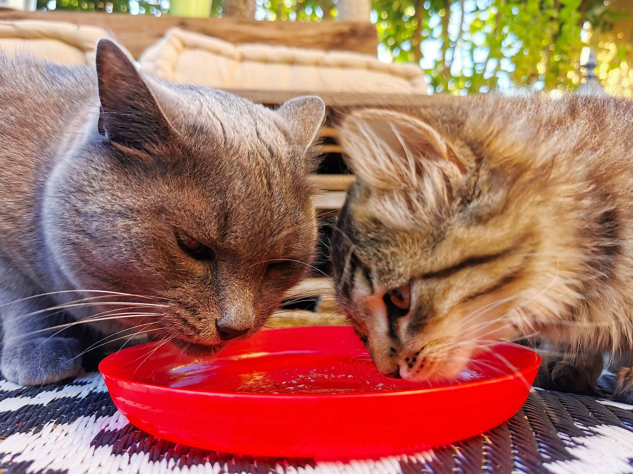 Scrunchy participe au concours pour gagner de l'argent avec cette photo : animal_feed, carnivore, cat, cat_food, cat_supply, claw, close_up, comfort, domestic_short_haired_cat, drinking, facial_expression, felidae, fur, mammal, pet_food, pet_supply, small_to_medium_sized_cats, snout, vertebrate, whiskers