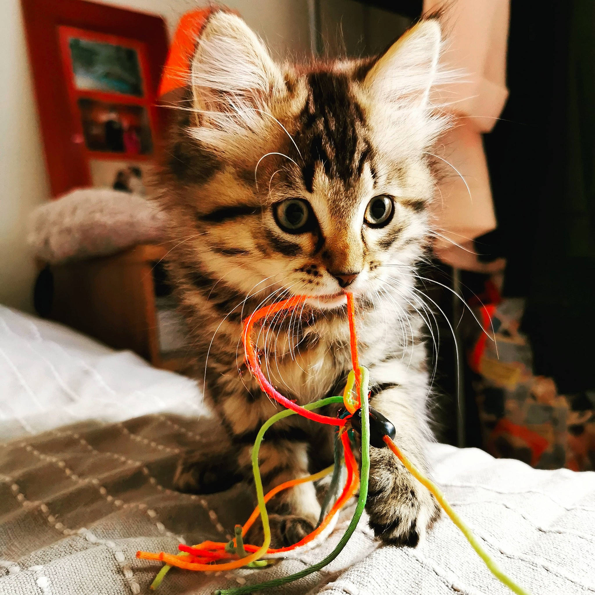 Scrunchy a rejoint le concours — aidez-le/la à gagner de superbes lots ! bag, carnivore, cat, christmas, christmas_ornament, claw, couch, domestic_short_haired_cat, event, fashion_accessory, fawn, felidae, fur, holiday, lap, paw, small_to_medium_sized_cats, snout, whiskers, wire