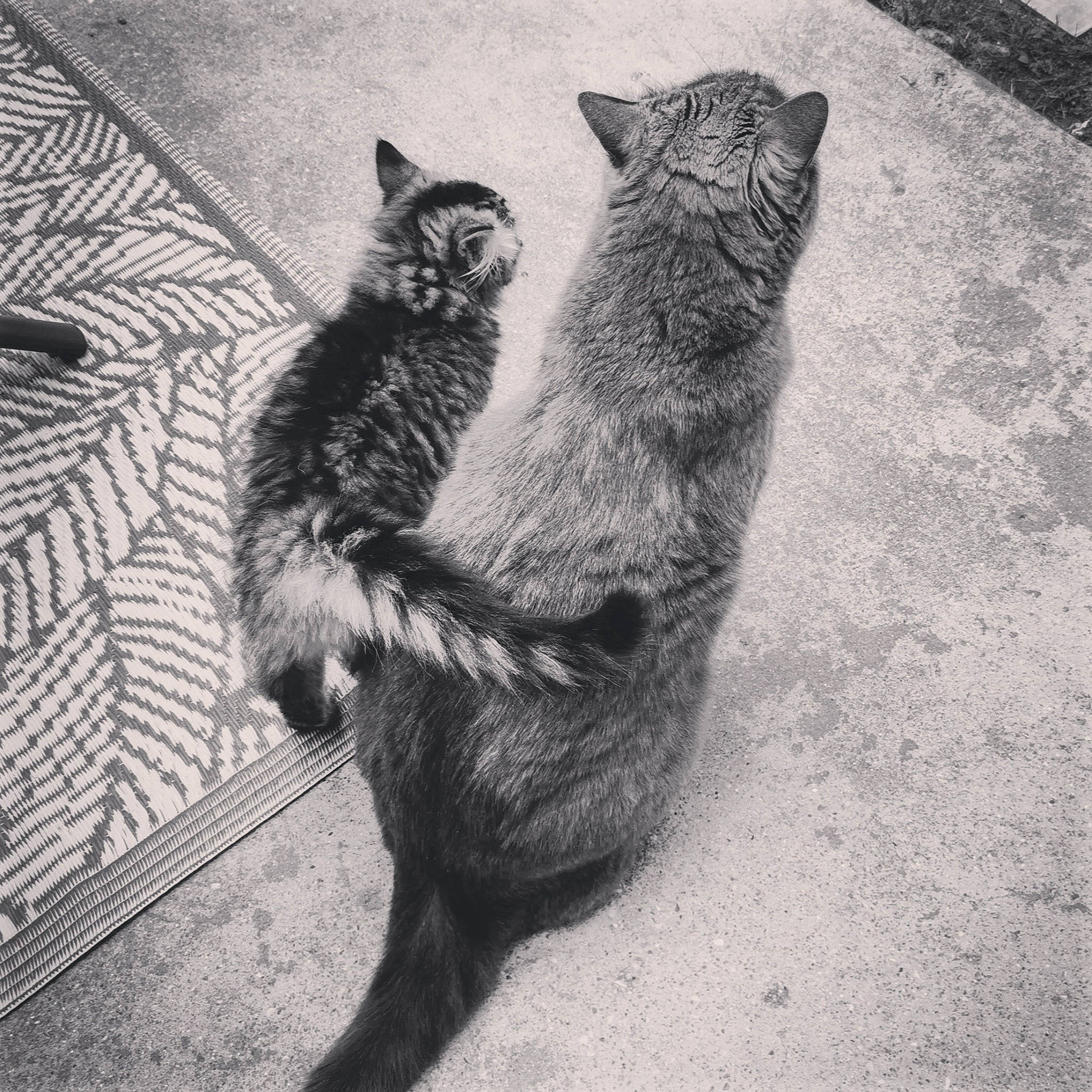 Scrunchy a rejoint le concours — aidez-le/la à gagner de superbes lots ! black_and_white, black_cat, carnivore, cat, domestic_short_haired_cat, felidae, foot, grey, human_leg, mammal, metal, monochrome, monochrome_photography, paw, small_to_medium_sized_cats, style, tail, terrestrial_animal, vertebrate, whiskers