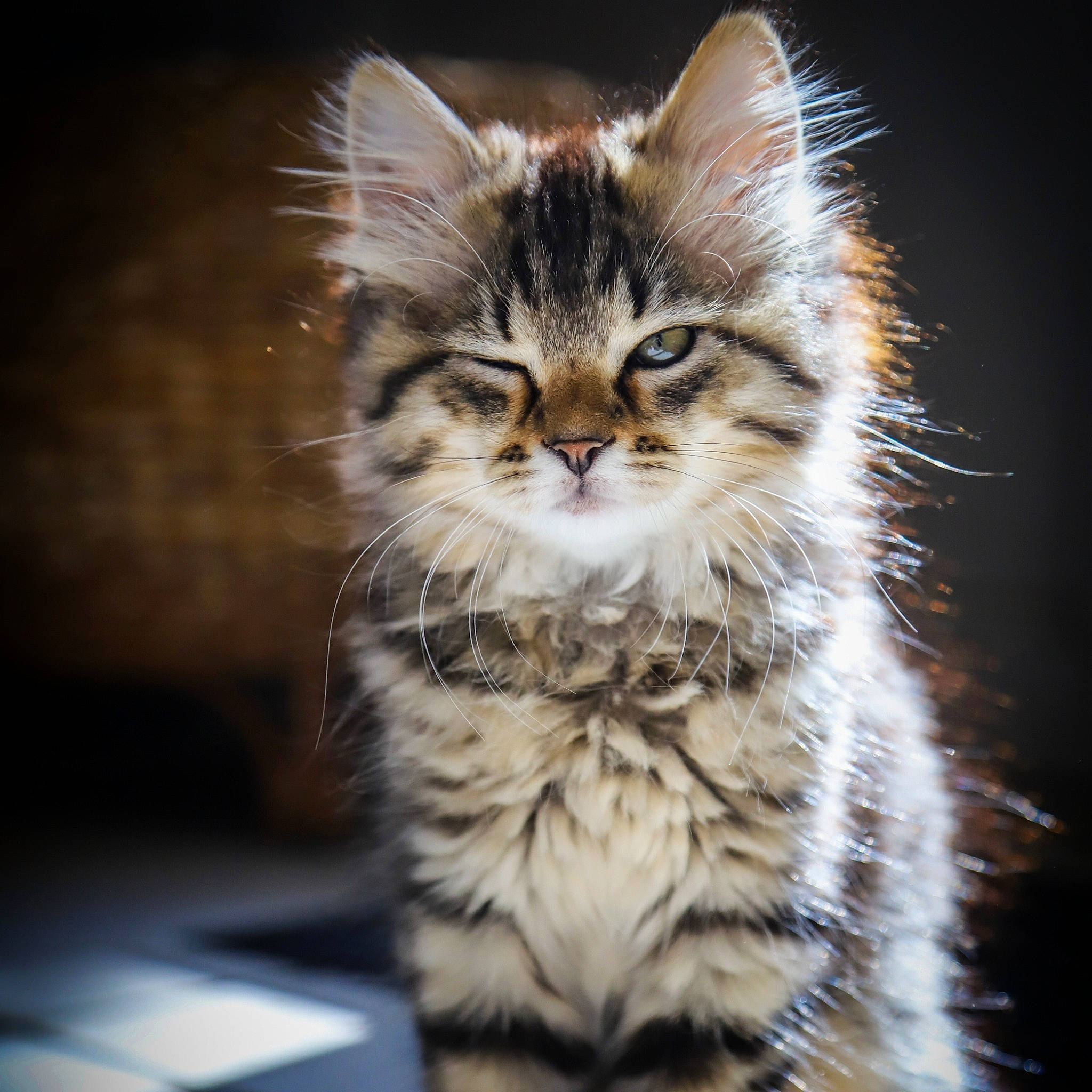 Scrunchy a rejoint le concours — aidez-le/la à gagner de superbes lots ! carnivore, cat, close_up, darkness, domestic_short_haired_cat, eye, fawn, felidae, fur, small_to_medium_sized_cats, snout, terrestrial_animal, whiskers, wildlife