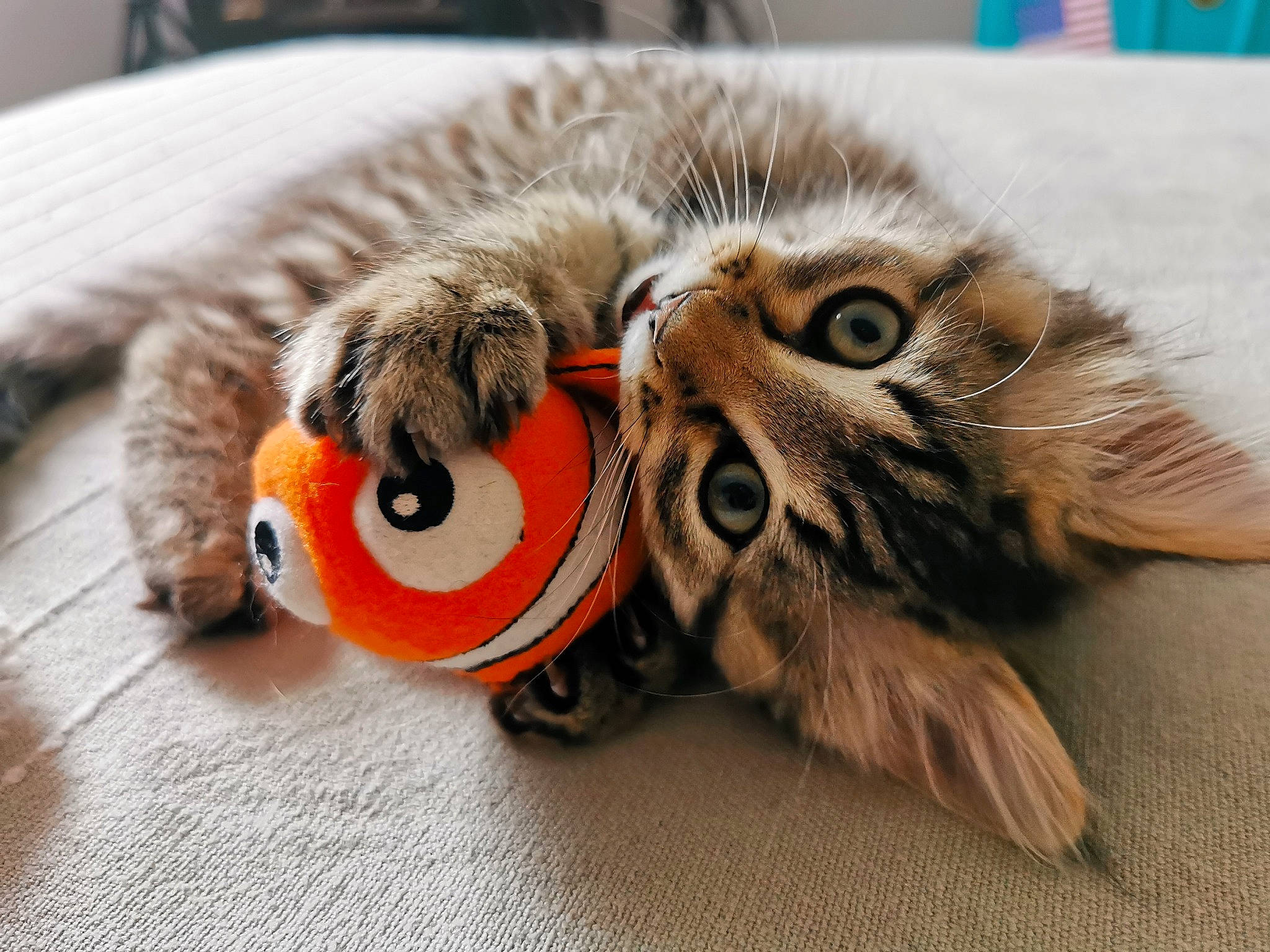 Scrunchy participe au concours pour gagner de l'argent avec cette photo : carnivore, cat, claw, close_up, comfort, domestic_short_haired_cat, eye, fawn, felidae, fur, maine_coon, mammal, paw, small_to_medium_sized_cats, snout, toy, vertebrate, whiskers, wildlife, wood
