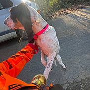 Ariel a rejoint le concours — aidez-le/la à gagner de superbes lots ! dog, person, orange_jacket, pink_collar, road, car, trees, sunlight, sunflare, outdoor, forest, animal, pet, walking, nature, daytime, leash, footwear, camo_clothing, hand