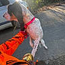 dog, person, orange_jacket, pink_collar, road, car, trees, sunlight, sunflare, outdoor, forest, animal, pet, walking, nature, daytime, leash, footwear, camo_clothing, hand