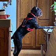 Murphy joined the competition — help win amazing prizes! dog, black_dog, harness, kitchen, wooden_cabinets, counter, floor, standing, pet, indoor, curious, home, furniture, leisure, looking, animal, canine, domestic_animal, flooring, side_view