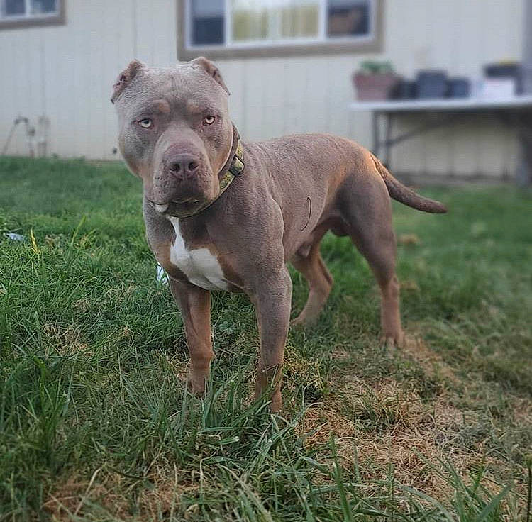 Majestic joined the competition — help win amazing prizes! alaunt, american_pit_bull_terrier, american_staffordshire_terrier, bandog, bully_kutta, canidae, carnivore, catahoula_bulldog, dog, dog_breed, fawn, mammal, molosser, non_sporting_group, perro_de_presa_canario, pit_bull, rare_breed_dog, sporting_group, vertebrate