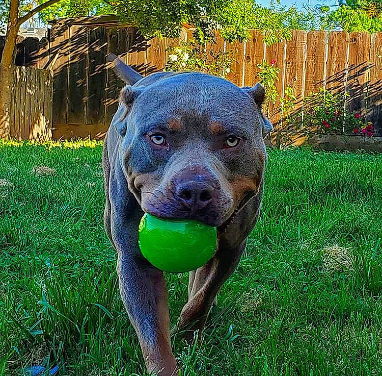 Majestic joined the competition — help win amazing prizes! alaunt, american_bulldog, american_pit_bull_terrier, american_staffordshire_terrier, canidae, canis_panther, carnivore, dog, dog_breed, fawn, grass, mammal, molosser, non_sporting_group, pit_bull, snout, staffordshire_bull_terrier, vertebrate