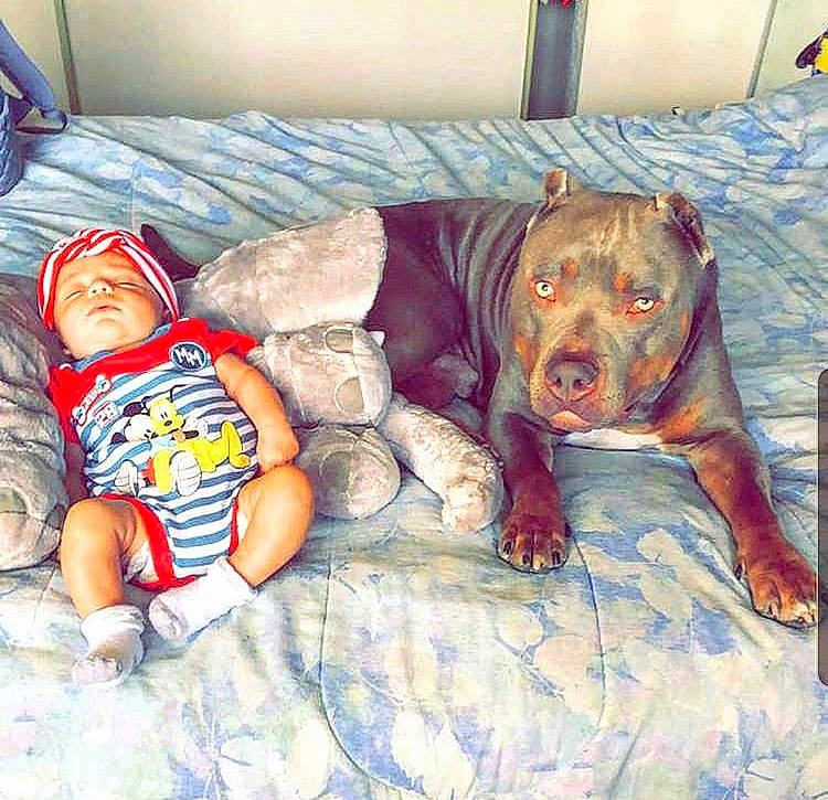 Majestic is registered to the contest to win money with this photo: american_pit_bull_terrier, american_staffordshire_terrier, canidae, carnivore, child, companion_dog, dog, dog_breed, fawn, non_sporting_group, pit_bull