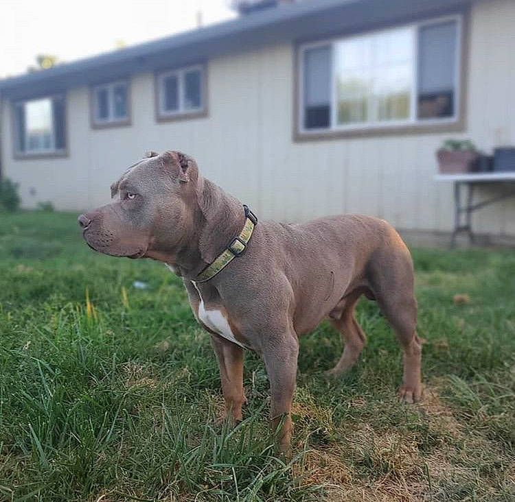 Majestic is registered to the contest to win money with this photo: american_pit_bull_terrier, american_staffordshire_terrier, bandog, bully_kutta, canidae, carnivore, dog, dog_breed, fawn, mammal, molosser, non_sporting_group, pit_bull, rare_breed_dog, snout, sporting_group, vertebrate