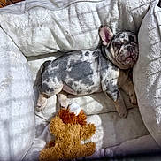Killer is registered to the contest to win money with this photo: animal, bed, cozy, cute, dog, fur, indoor, lion_toy, napping, pet, plush, puppy, relaxing, resting, sleeping, small_dog, spotted, sunlight, toy, white