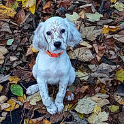 Ingrid Delville a rejoint le concours — aidez-le/la à gagner de superbes lots ! adorable, animal, autumn_leaves, brown_spots, canine, closeup, cute, dog, fall_season, fallen_leaves, leaf_litter, looking_at_camera, nature, orange_collar, outdoor, pet, puppy, sitting, white_dog, young_dog