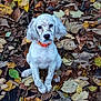 adorable, animal, autumn_leaves, brown_spots, canine, closeup, cute, dog, fall_season, fallen_leaves, leaf_litter, looking_at_camera, nature, orange_collar, outdoor, pet, puppy, sitting, white_dog, young_dog