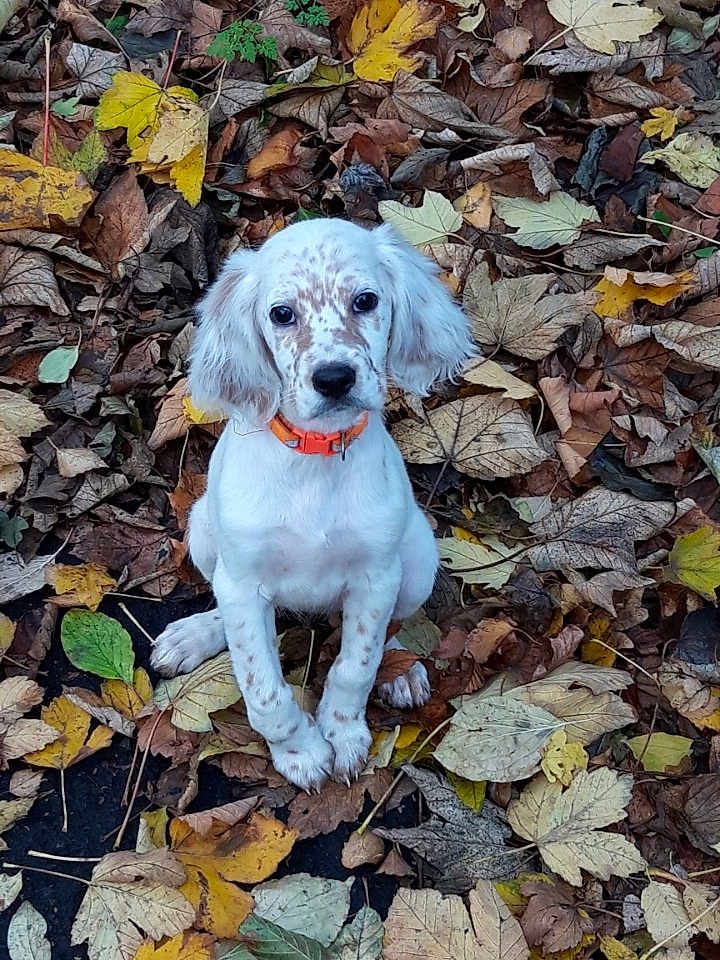 Ingrid Delville a rejoint le concours — aidez-le/la à gagner de superbes lots ! adorable, animal, autumn_leaves, brown_spots, canine, closeup, cute, dog, fall_season, fallen_leaves, leaf_litter, looking_at_camera, nature, orange_collar, outdoor, pet, puppy, sitting, white_dog, young_dog
