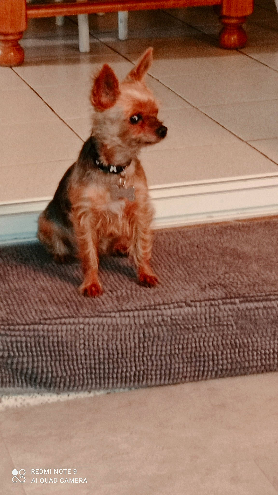 Fifie participe au concours pour gagner de l'argent avec cette photo : carnivore, companion_dog, dog, dog_breed, dog_supply, fawn, felidae, flooring, fur, liver, paw, small_terrier, snout, tail, terrestrial_animal, toy_dog, whiskers, wood, working_animal, yorkshire_terrier