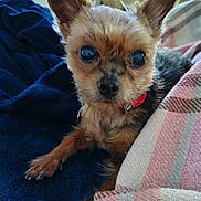 Fifie participe au concours pour gagner de l'argent avec cette photo : bedding, big_eyes, black_fur, blanket, brown_fur, close_up, companion, couch, cozy, dog, indoor, nose, paw, pet, pointy_ears, portrait, red_collar, small_dog, toy_breed, whiskers