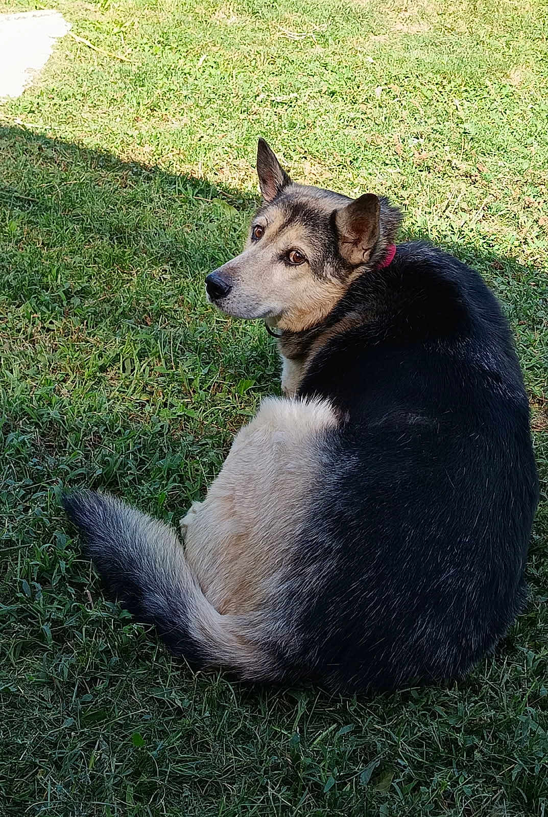 Fifie a rejoint le concours — aidez-le/la à gagner de superbes lots ! dog, grass, outdoor, pet, animal, fur, canine, sitting, nature, collar, looking_back, daylight, mammal, curled_tail, alert, peaceful, greenery, ears_up, closeup, companion