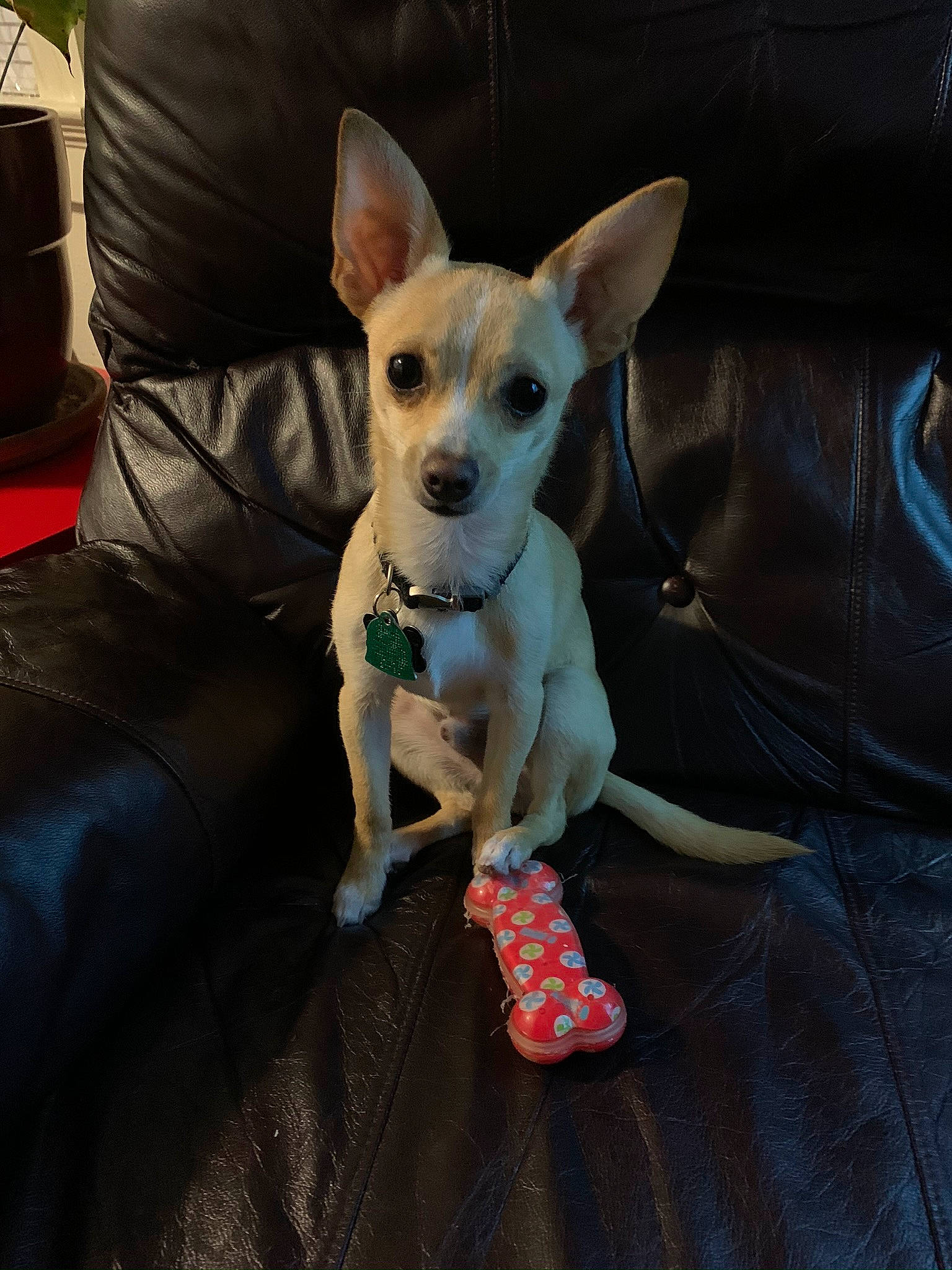 Nash joined the competition — help win amazing prizes! canidae, carnivore, collar, comfort, companion_dog, couch, dog, dog_breed, dog_clothes, dog_collar, dog_supply, fawn, fur, pet_supply, snout, sporting_group, tail, toy_dog, whiskers, working_animal