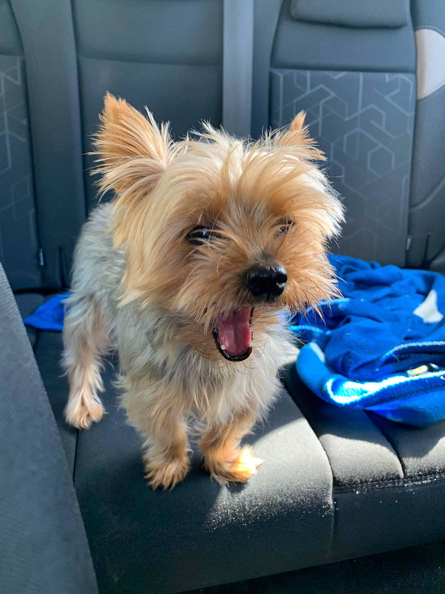 Joy participe au concours pour gagner de l'argent avec cette photo : biewer_terrier, canidae, carnivore, companion_dog, dog, dog_breed, dog_supply, electric_blue, fawn, fur, maltepoo, puppy, small_terrier, snout, sporting_group, terrier, toy_dog, working_terrier, yorkipoo, yorkshire_terrier