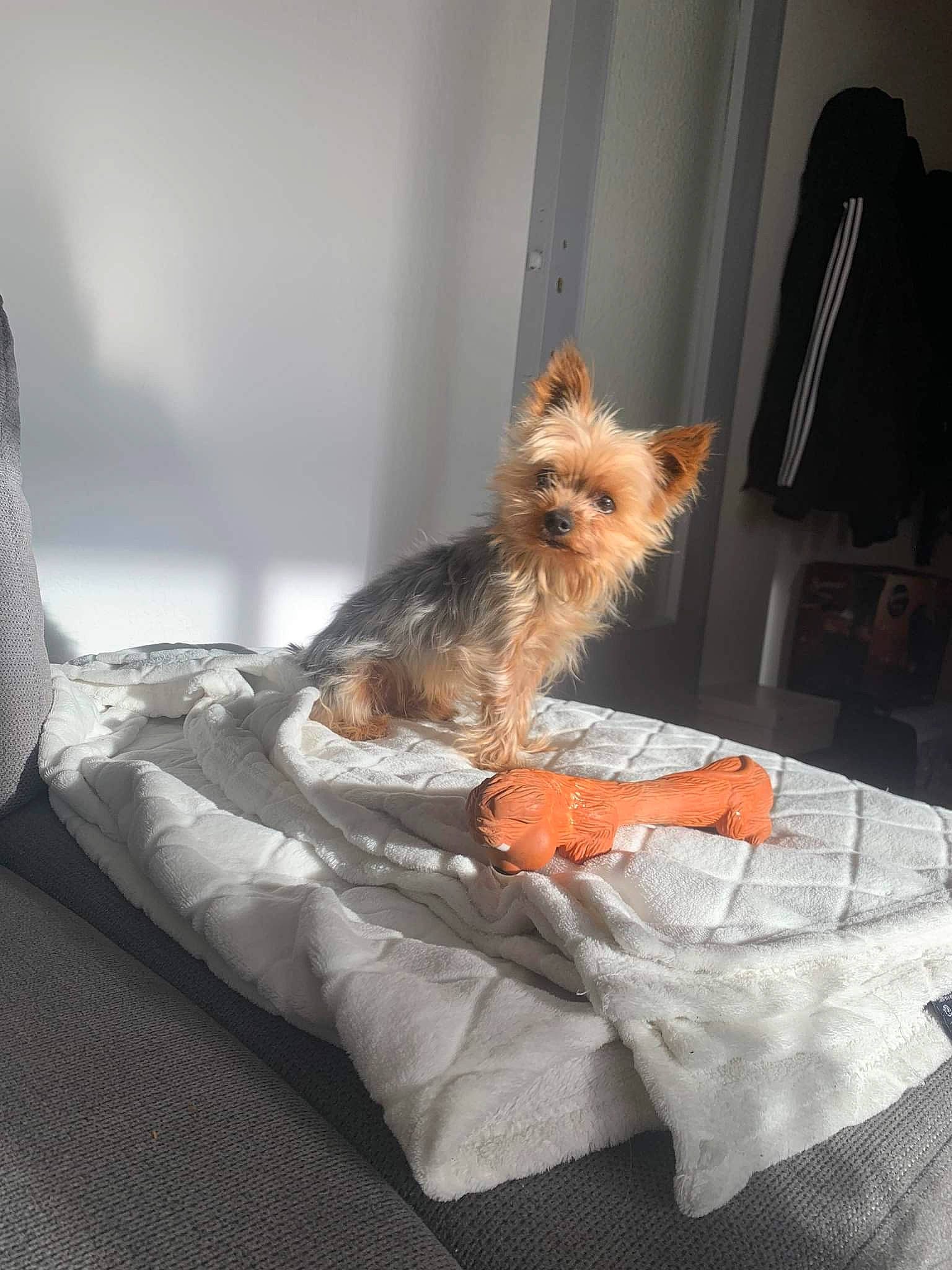 Joy participe au concours pour gagner de l'argent avec cette photo : carnivore, comfort, companion_dog, dog, dog_breed, dog_supply, fawn, felidae, fur, linens, room, small_terrier, small_to_medium_sized_cats, sporting_group, tail, terrier, toy_dog, whiskers, window, yorkshire_terrier