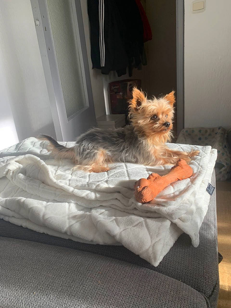 Joy a rejoint le concours — aidez-le/la à gagner de superbes lots ! bed, canidae, carnivore, comfort, companion_dog, dog, dog_breed, dog_supply, fawn, felidae, fur, liver, small_terrier, small_to_medium_sized_cats, snout, sporting_group, tail, terrier, toy_dog, whiskers