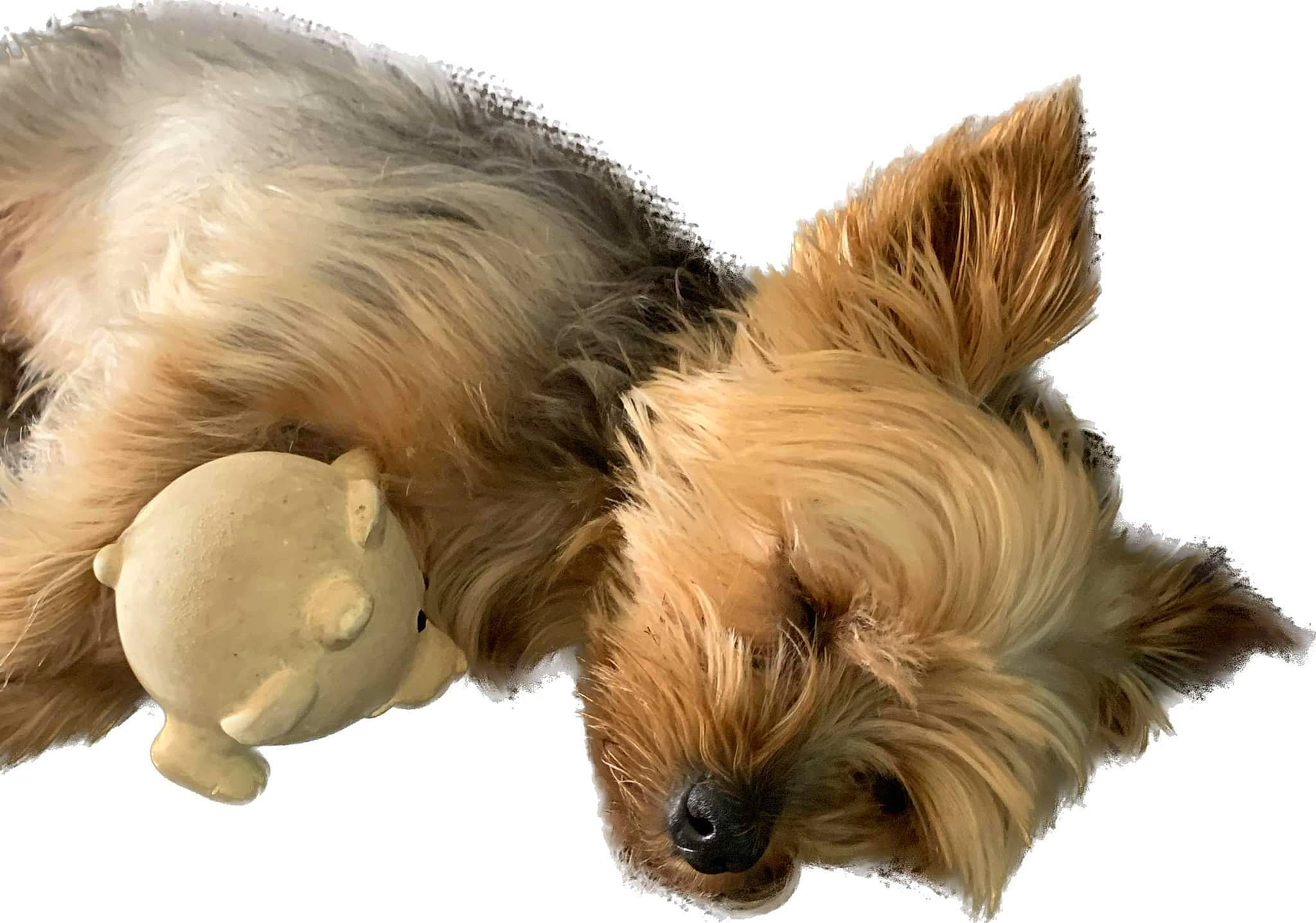 Joy participe au concours pour gagner de l'argent avec cette photo : biewer_terrier, canidae, carnivore, claw, companion_dog, dog, dog_breed, dog_supply, fawn, fur, liver, paw, small_terrier, snout, sporting_group, tail, terrestrial_animal, terrier, toy, toy_dog