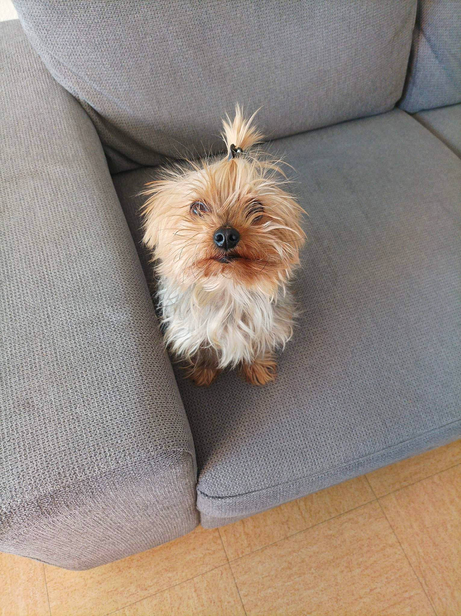 Joy a rejoint le concours — aidez-le/la à gagner de superbes lots ! canidae, carnivore, companion_dog, couch, dog, dog_breed, dog_supply, fashion_accessory, fawn, flooring, fur, hardwood, liver, pet_supply, rectangle, small_terrier, sporting_group, terrier, toy_dog, wood