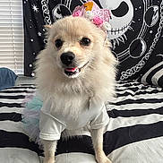 London joined the competition — help win amazing prizes! dog, birthday_hat, costume, tutu, bed, striped_bedspread, white_shirt, fluffy, small_dog, indoor, decor, black_and_white, tapestry, window_blinds, cute, pet, celebration, pink, smiling, portrait