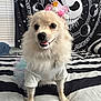 dog, birthday_hat, costume, tutu, bed, striped_bedspread, white_shirt, fluffy, small_dog, indoor, decor, black_and_white, tapestry, window_blinds, cute, pet, celebration, pink, smiling, portrait