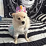 London joined the competition — help win amazing prizes! dog, birthday_crown, tutu, bed, striped_bedspread, white_fur, costume, indoor, pet, celebration, decor, black_and_white, tapestry, skull_face, celestial, cute, small_dog, fluffy, animal, portrait