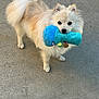 dog, fluffy, cream_color, toy, blue_toy, outdoor, concrete, pet, playful, animal, cute, standing, fur, mouth, looking, companion, friendly, domestic_animal, pet_toy, adorable