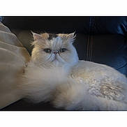 Pickles is registered to the contest to win money with this photo: animal, cat, closeup, couch, cute, domestic_cat, face, feline, fluffy, fur, indoor, lazy, leather, pet, pillow, portrait, relaxing, resting, whiskers, white_cat