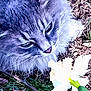Sophie is registered to the contest to win money with this photo: cat, flower, grass, leaf, nature, outdoor, animal, fluffy, closeup, pet, plant, ground, whiskers, nose, fur, eye, stem, spring, curious, white_flower