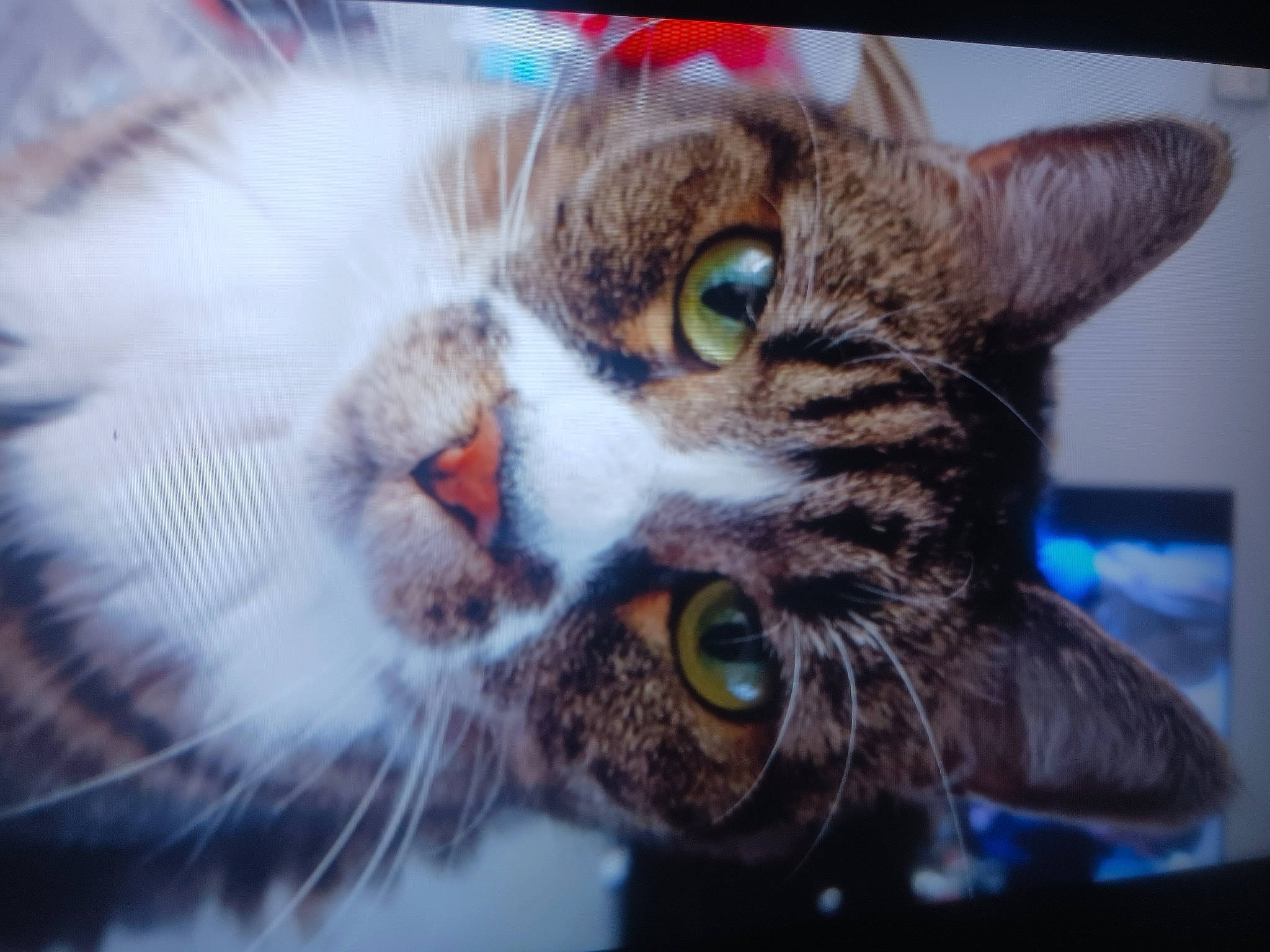 Sophie joined the competition — help win amazing prizes! carnivore, cat, domestic_short_haired_cat, felidae, fur, iris, paw, small_to_medium_sized_cats, snout, whiskers, wildlife