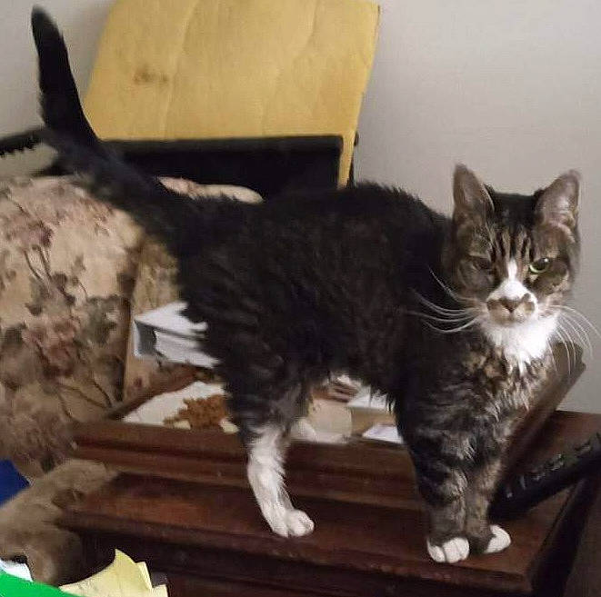 Sophie joined the competition — help win amazing prizes! box, cardboard, carnivore, carton, cat, comfort, domestic_short_haired_cat, felidae, fur, hardwood, packaging_and_labeling, paper_product, paw, shipping_box, sitting, small_to_medium_sized_cats, snout, tail, whiskers, wood