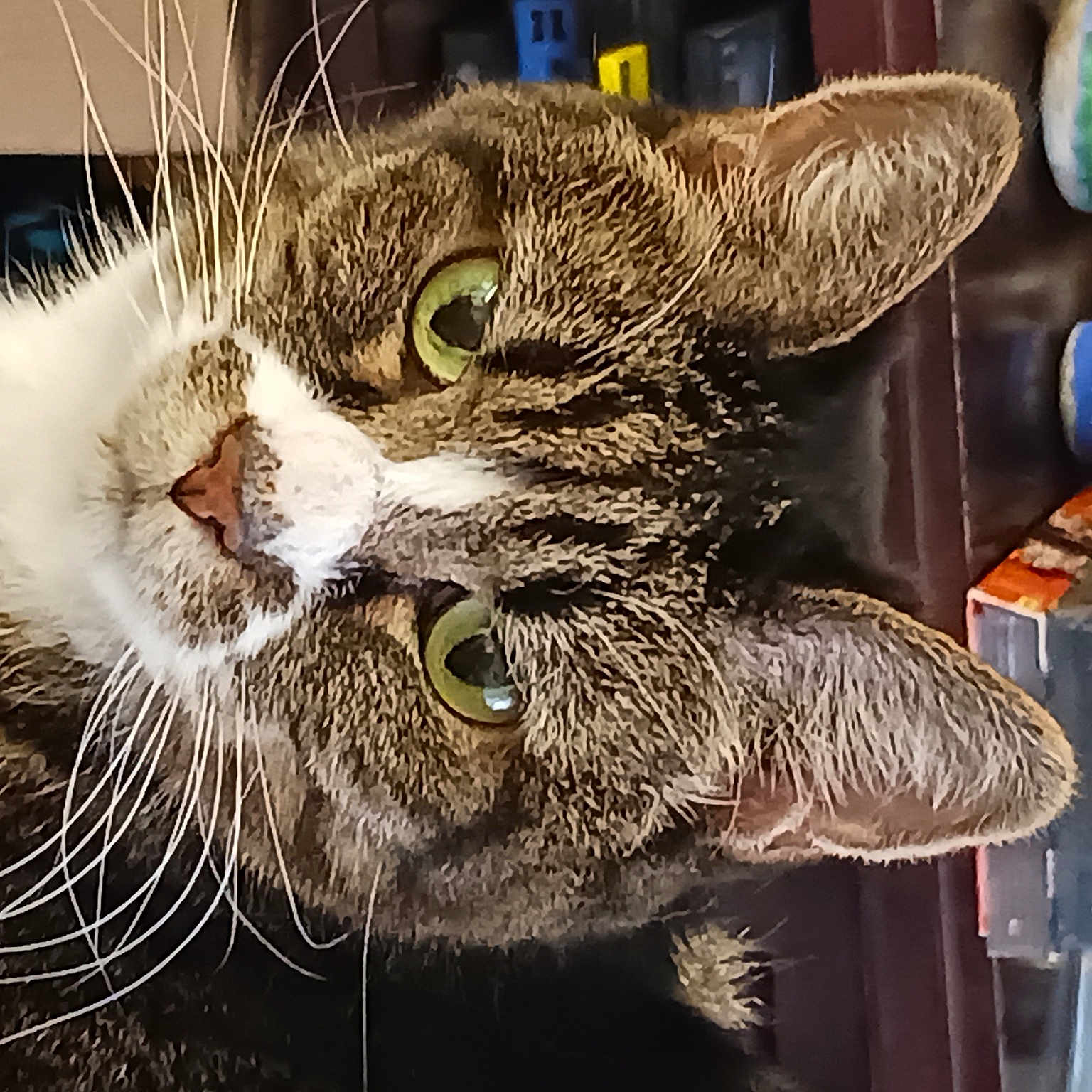 Sophie