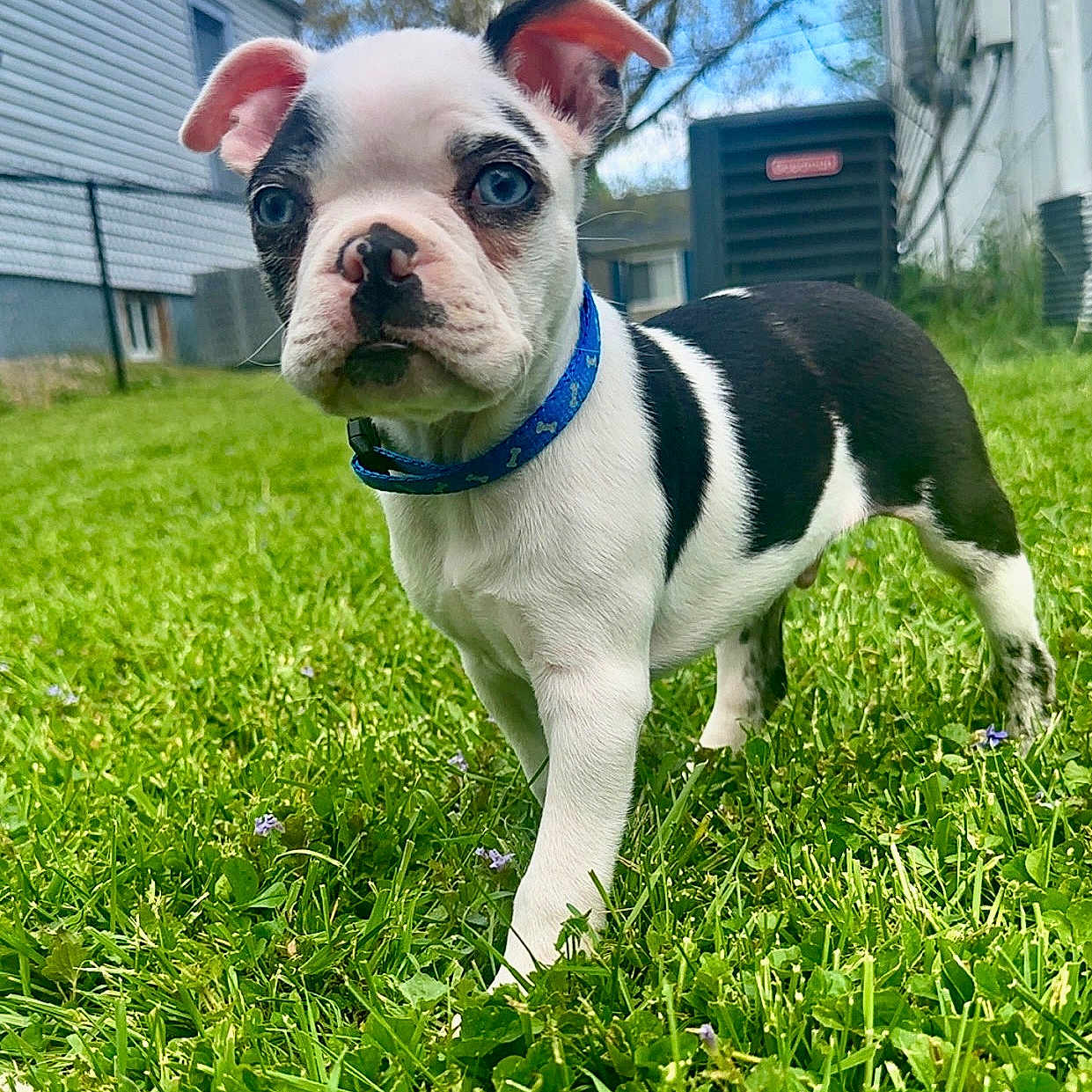 Mr. Apollo Royce joined the competition — help win amazing prizes! animal, architecture, backyard, bostonbull, building, bulldog, canine, dog, field, frenchbulldog, grass, grassland, lawn, nature, outdoors, pet, plant, puppy, shelter, yard