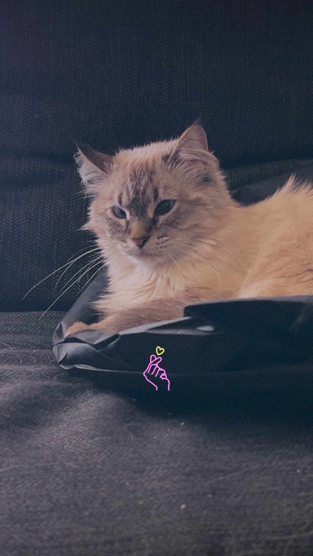 Bella