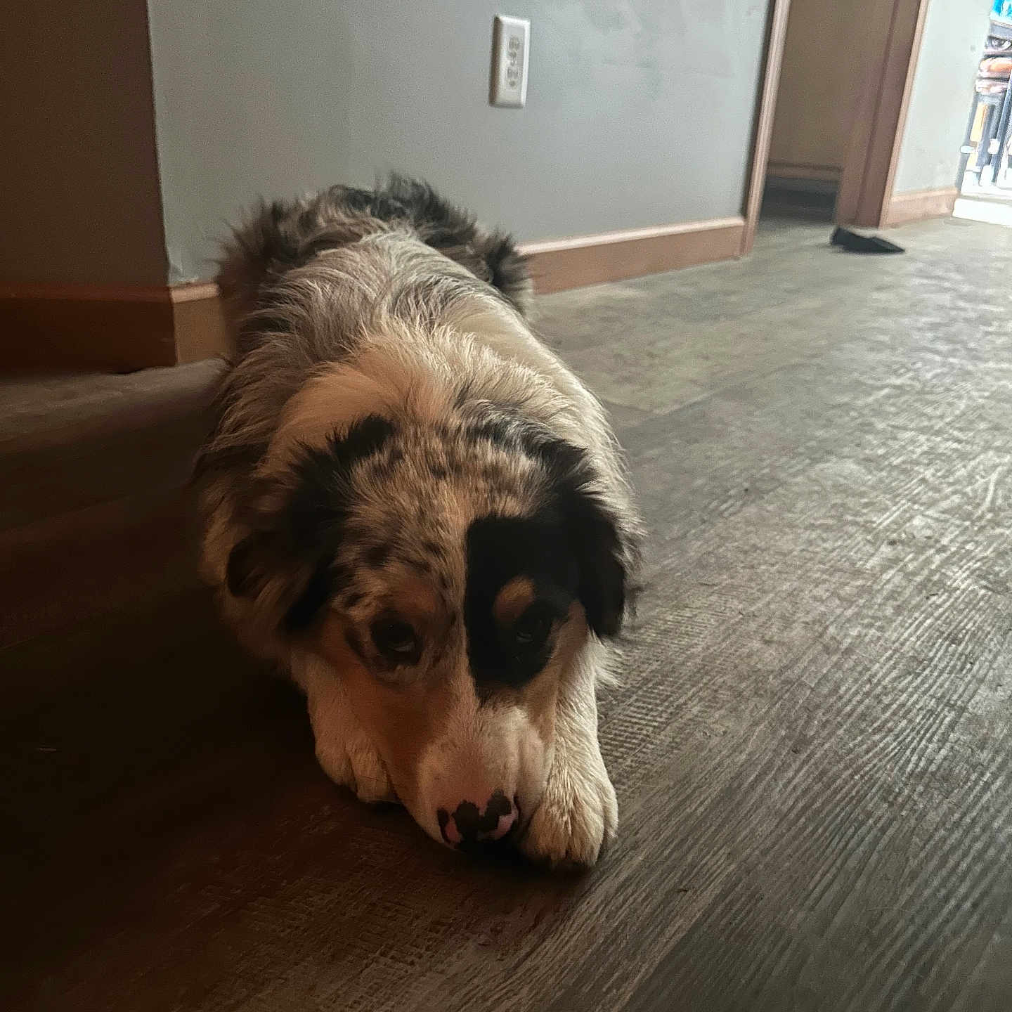 Shiloh is registered to the contest to win money with this photo: animal, canine, cockerspaniel, collie, dog, dogbed, goldenretriever, hardwood, hound, indoors, interiordesign, pet, poodle, puppy, stainedwood, terrier, wood