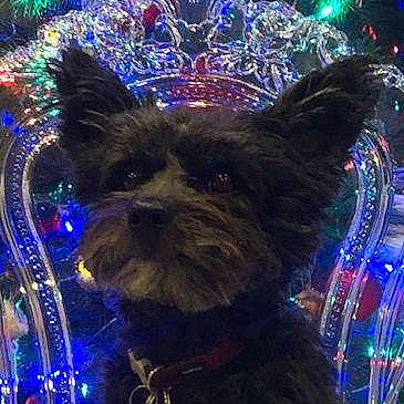 Melchior participe au concours pour gagner de l'argent avec cette photo : blue, canidae, carnivore, christmas, christmas_decoration, cobalt_blue, collar, companion_dog, dog, dog_breed, electric_blue, majorelle_blue, pet_supply, scottish_terrier, small_terrier, snout, terrier, toy_dog, working_animal, working_dog