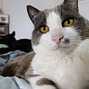 Papaye participe au concours pour gagner de l'argent avec cette photo : cat, yellow_eyes, gray_and_white, close_up, bed, indoor, pet, feline, fur, whiskers, nose, animal, domestic, resting, dog_in_background, blurred_background, comfort, cozy, relaxed, window