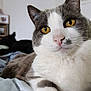 cat, yellow_eyes, gray_and_white, close_up, bed, indoor, pet, feline, fur, whiskers, nose, animal, domestic, resting, dog_in_background, blurred_background, comfort, cozy, relaxed, window