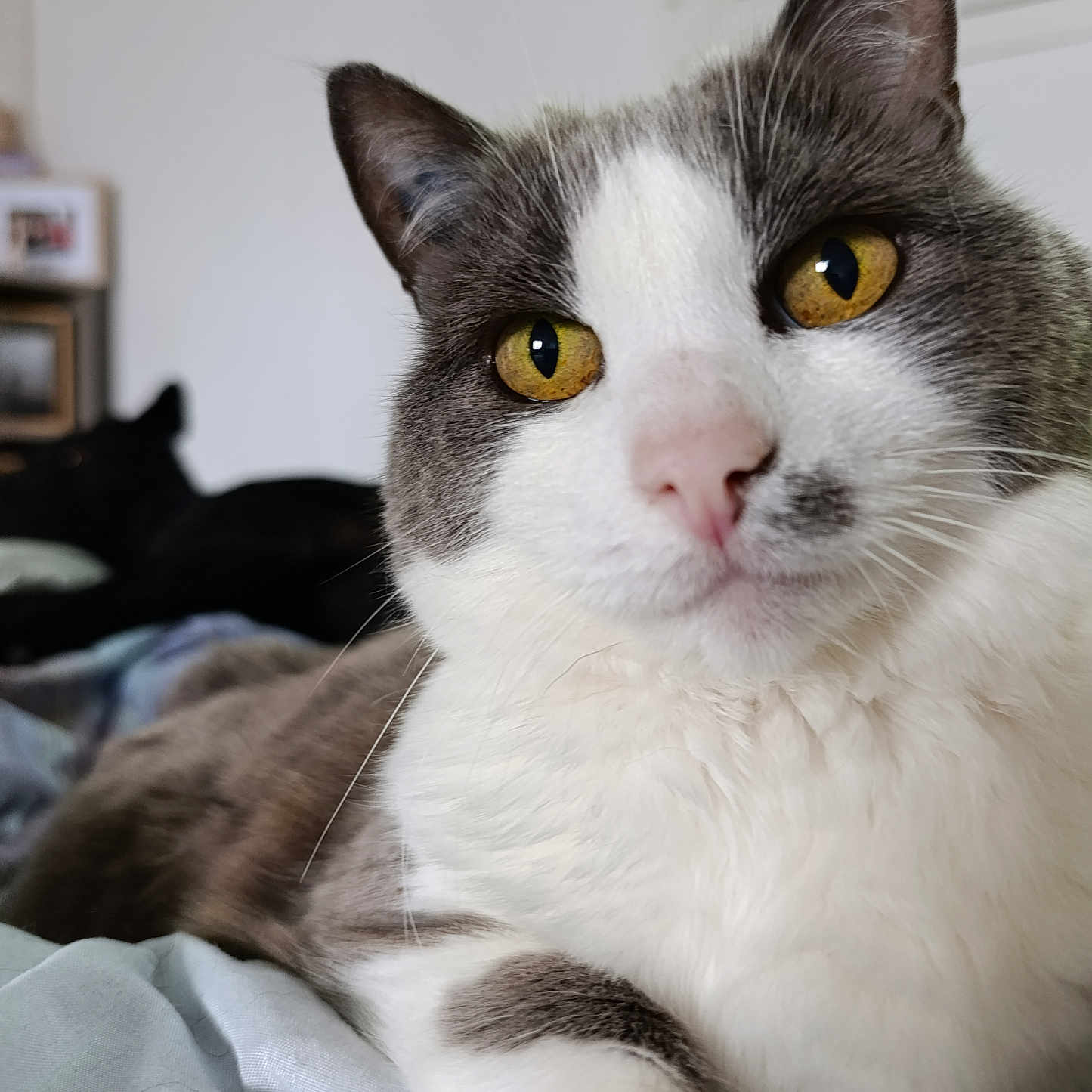 Papaye participe au concours pour gagner de l'argent avec cette photo : animal, bed, blurred_background, cat, close_up, comfort, cozy, dog_in_background, domestic, feline, fur, gray_and_white, indoor, nose, pet, relaxed, resting, whiskers, window, yellow_eyes