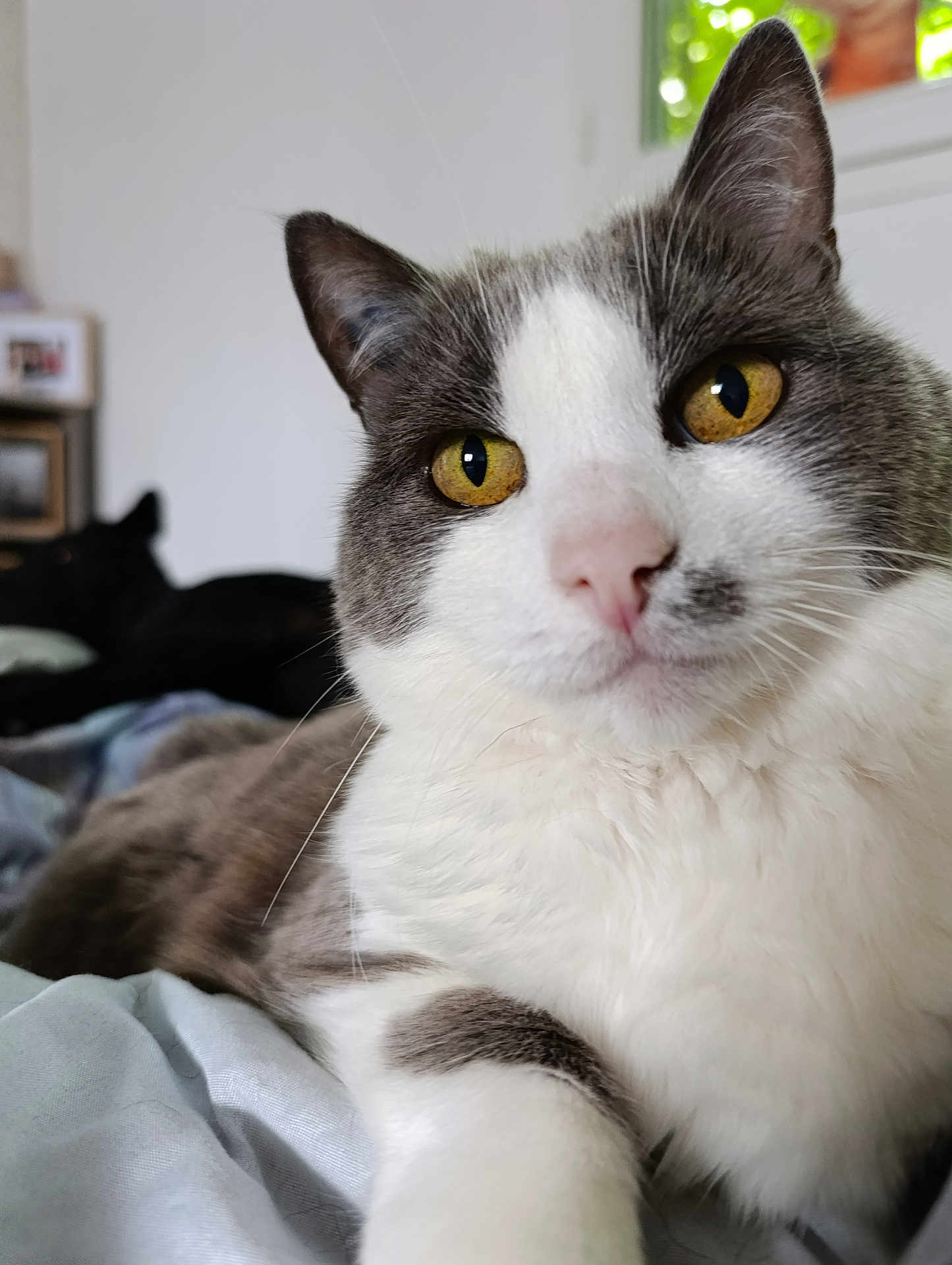 Papaye participe au concours pour gagner de l'argent avec cette photo : cat, yellow_eyes, gray_and_white, close_up, bed, indoor, pet, feline, fur, whiskers, nose, animal, domestic, resting, dog_in_background, blurred_background, comfort, cozy, relaxed, window