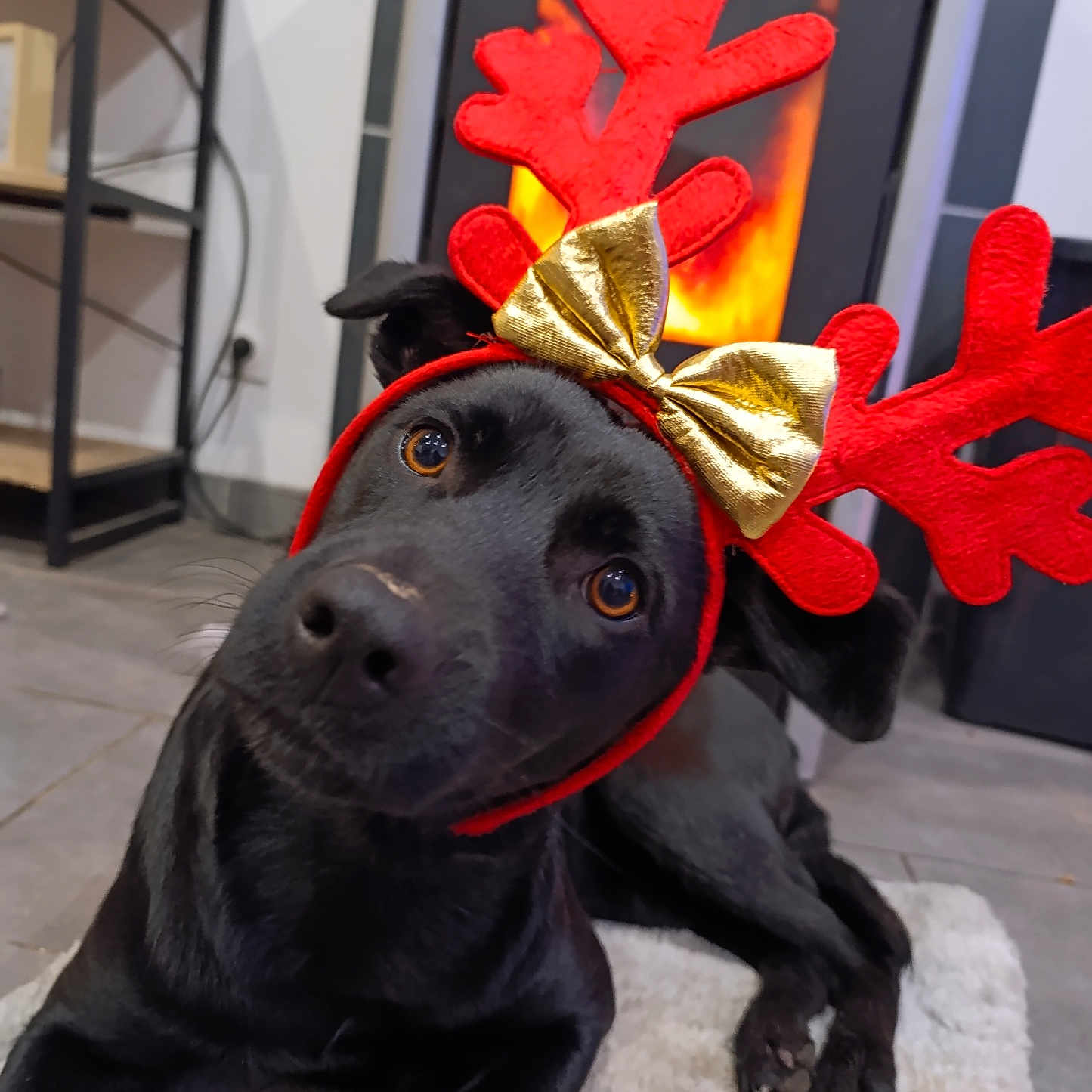 Summer participe au concours pour gagner de l'argent avec cette photo : animal, antlers, black_dog, cozy, cute, dog, domestic_animal, ears, face, festive, fireplace, floor, golden_bow, headwear, holiday, indoor, looking, pet, rug, tile_floor